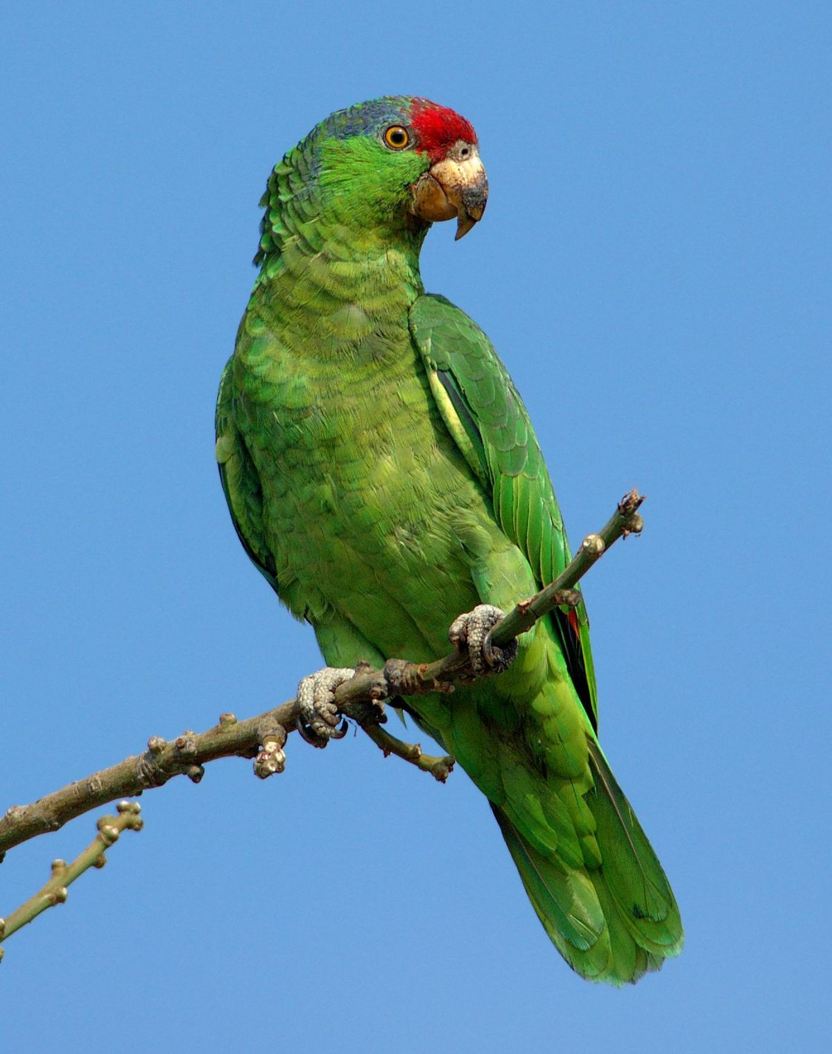 red amazon parrot