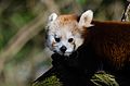 Red Panda (16756741081).jpg