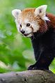 Red Panda (18953226444).jpg