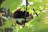 Red panda at Givskud Zoo.jpg