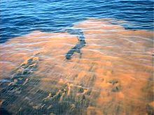 Red tide is a reddish algae bloom caused by a microorganism common in the Gulf of Mexico Red tide.jpg
