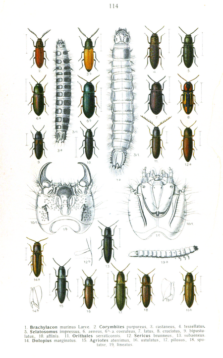 Tập_tin:Reitter-1911-plate114.png