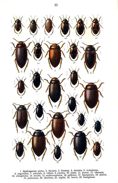 File:Reitter Hydroporus 2.jpg