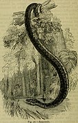 Reptiles and birds - a popular account of their various orders, with a description of the habits and economy of the most interesting (1883) (14752301895).jpg