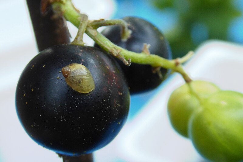 File:Ribes nigrum et Succinea putris juvenile.jpg