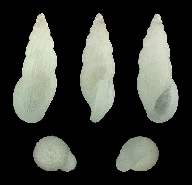 File:Rissoina modesta 01.jpg