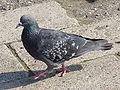 Rock Pigeon-Mindaugas Urbonas-2.jpg