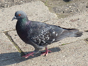 Columbidae