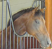 Rocher de Gibraltar - Race Horse.jpg