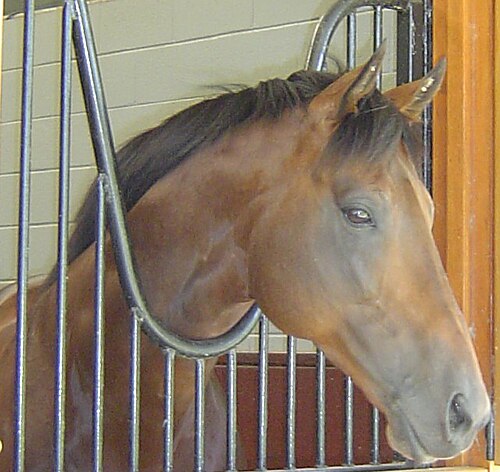 Thoroughbreds have a well-chiseled head.