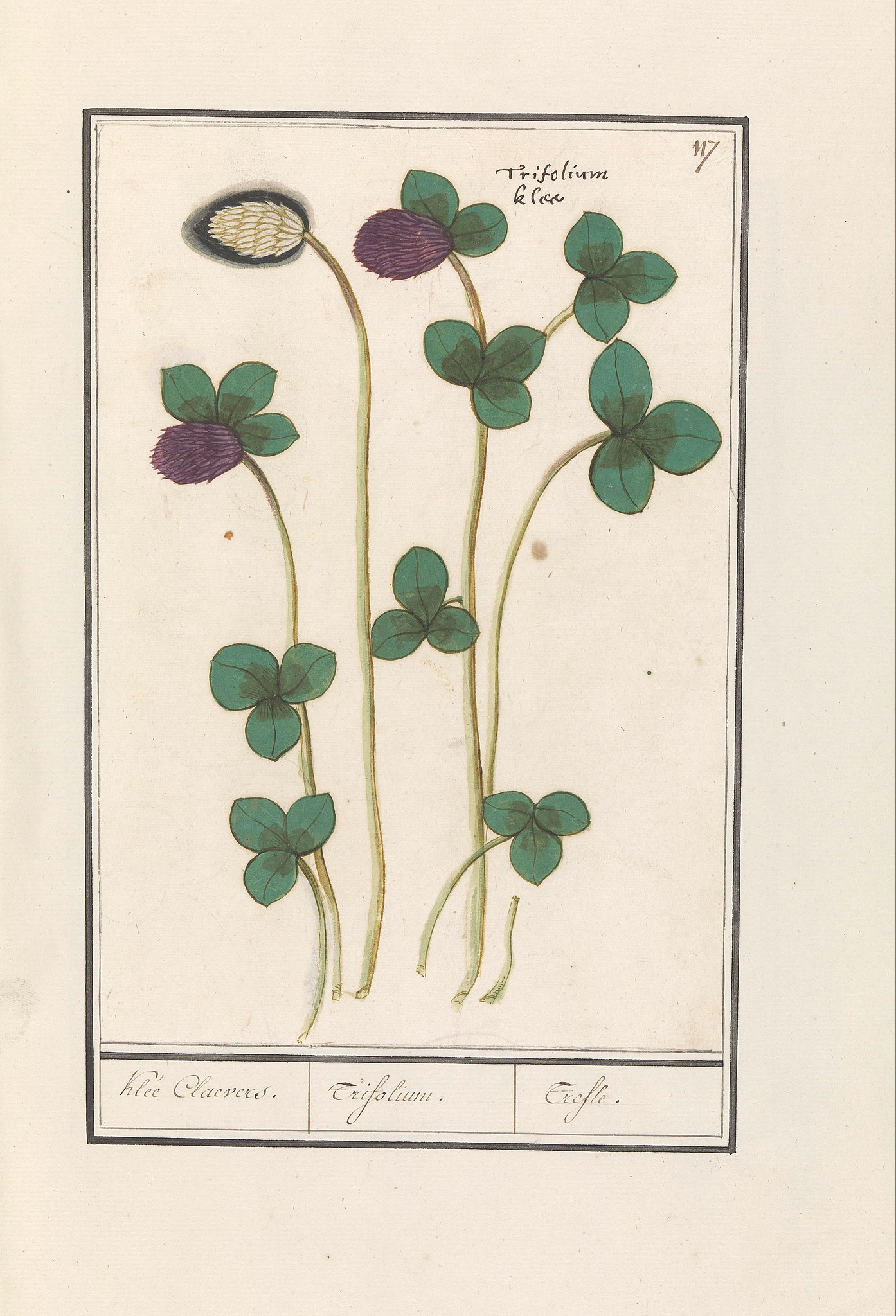 File:Rode klaver (Trifolium pratense) Klee Claevers. Trifolium. Trefle (titel op object), - Wikimedia Commons