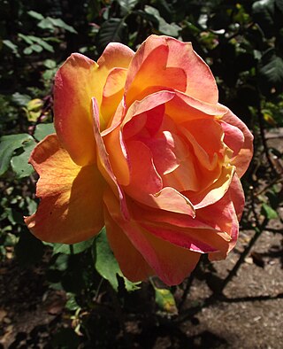 <i>Rosa</i> Strike It Rich Grandiflora rose cultivar