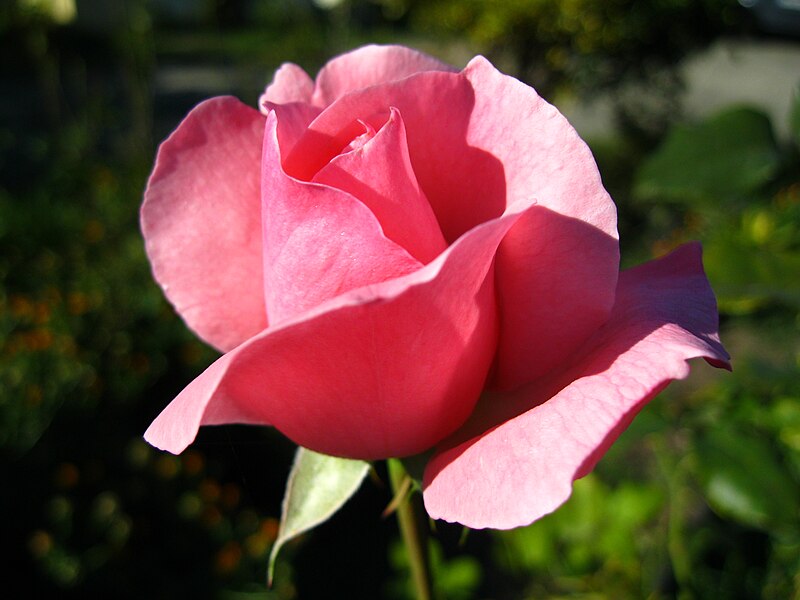 File:Rosa rosa - Pink rose - 01.jpg