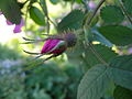 Flower bud