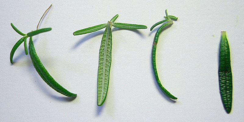 File:Rosemary 'Irene' leaves.jpg