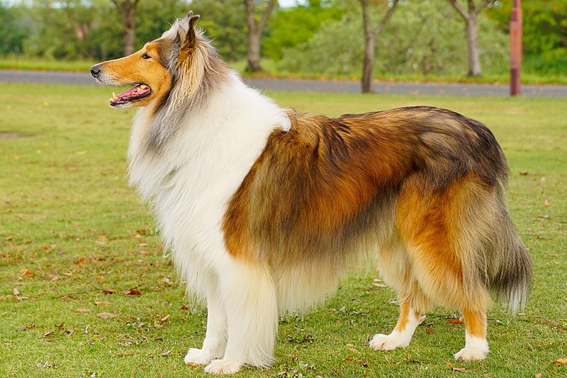 are rough collies good pets