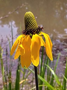 Rudbeckia texana.jpg