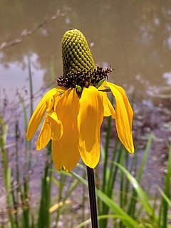 <i>Rudbeckia texana</i> Species of flowering plant