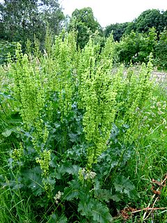 <i>Rumex confertus</i> Species of flowering plant