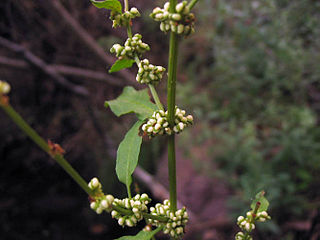 <i>Rumex conglomeratus</i> Species of flowering plant