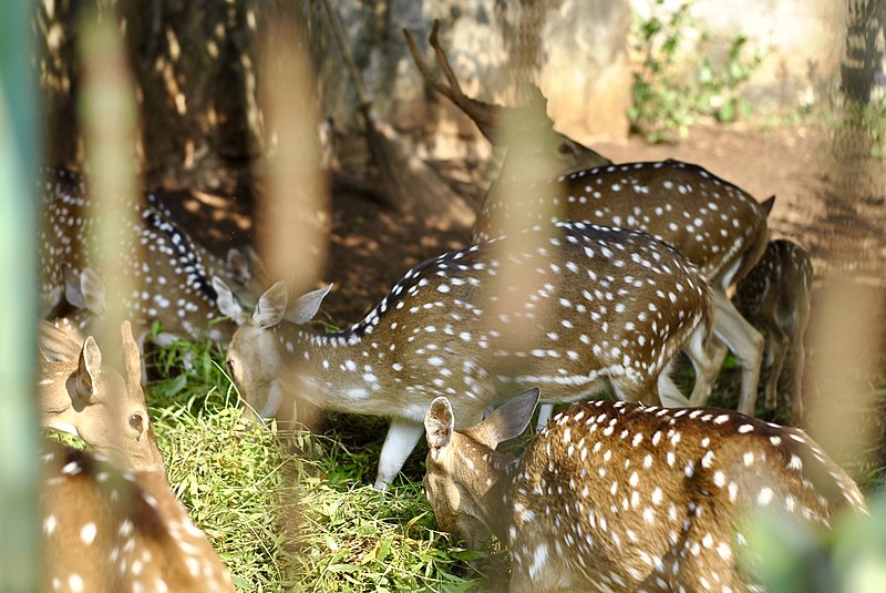 File:Rusa Totol Makan.jpg