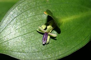 Tungeblad (Ruscus hypoglossum) Foto: Benjamin Zwittnig