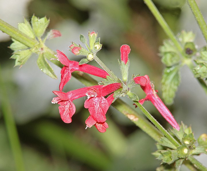 File:SCARLET HEDGE-NETTLE (Stachys Coccinea) (5-14-11) pena blanca lake, scc, AZ -01 (5720666600).jpg