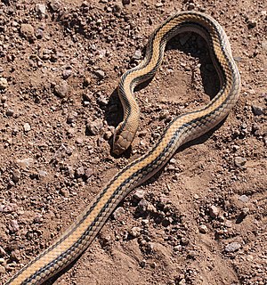 <i>Salvadora hexalepis</i> Species of snake