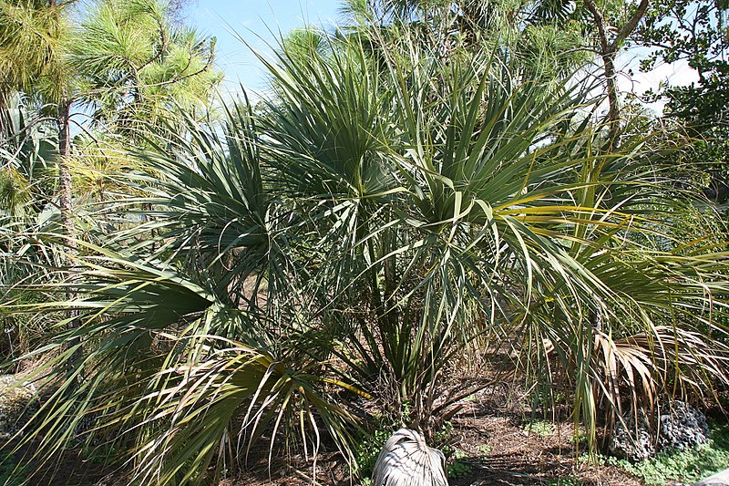 File:Sabal palmetto 11zz.jpg