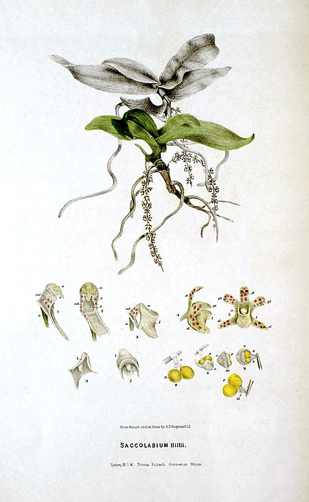 Peristeranthus