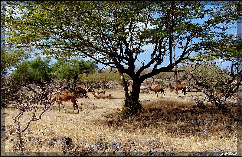 File:Salalah - dromedari al pascolo - panoramio.jpg