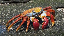 Sally Lightfoot Crab (Grapsus grapsus) - Galapagos Islands.jpg