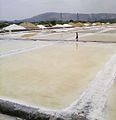 Salt Pan, Wadala East