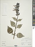 Thumbnail for Salvia atrocyanea