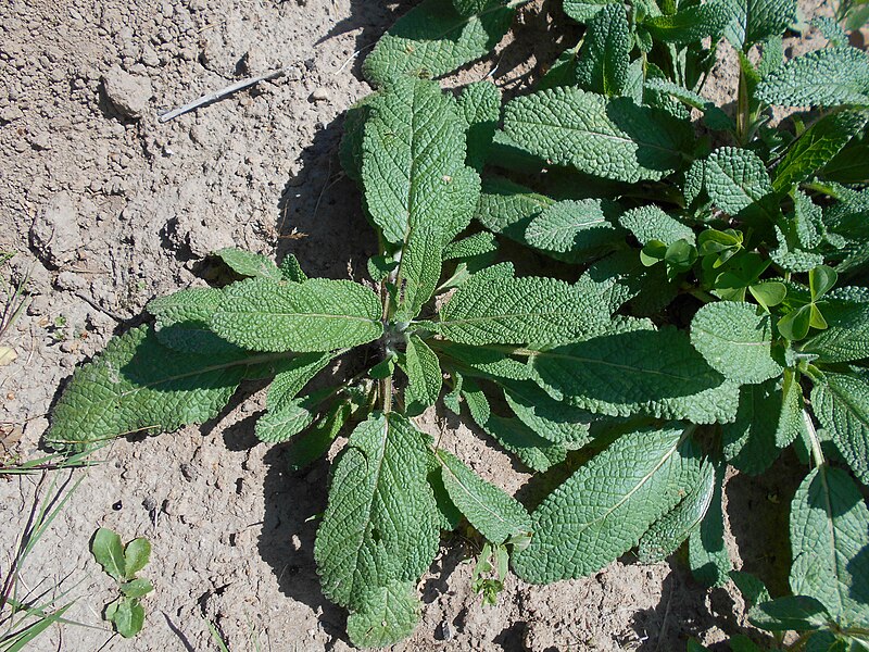 File:Salvia horminum 2018-07-09 4937.jpg