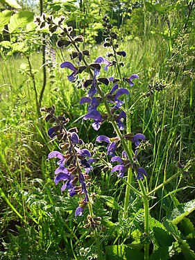 Salvia pratensis 2581.jpg