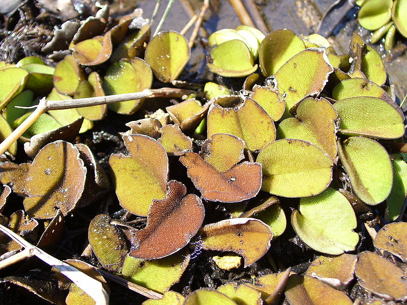 File:Salvinia auriculata.jpg