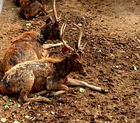 A Resting Antelope at Patna Zoo