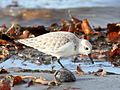 Sanderling (Calidris alba)