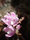 Thumbnail for Sarcochilus ceciliae