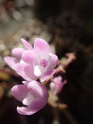 Sarcochilus ceciliae close up.jpg