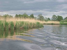 Habitat, Germany Schilfguertel an der oste.jpg