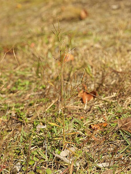 File:Schizachyrium brevifolium usikusa03.jpg