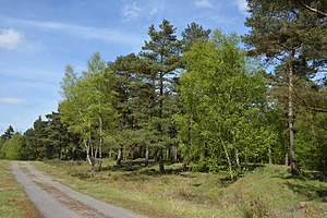 Schleswig-Holstein, Bark, Wittenborner Heide NIK 6053.jpg