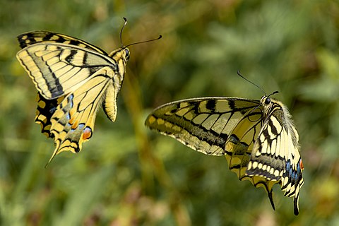 Old World swallowtails (Papilio machaon) "duelling" in Winterthur, Switzerland.