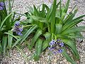 Scilla peruviana1.jpg