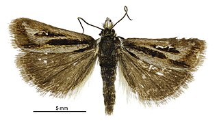 <i>Scoparia subita</i> Species of moth