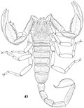 Thumbnail for Scorpiops luridus