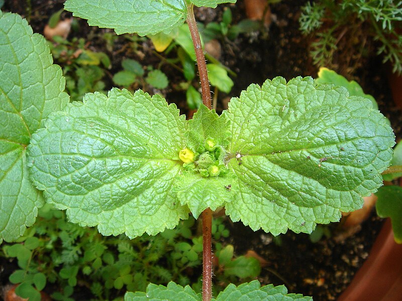 File:Scrophularia chrysantha-2.JPG