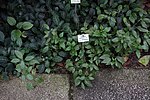 Thumbnail for Scutellaria formosana